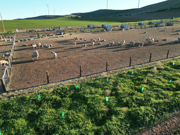 Which country has the best Merino Wool?